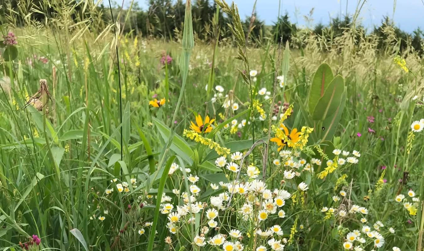 Wildflower meadow with a variety of flowers including yellow, white, and pink, set against a green grassy background.