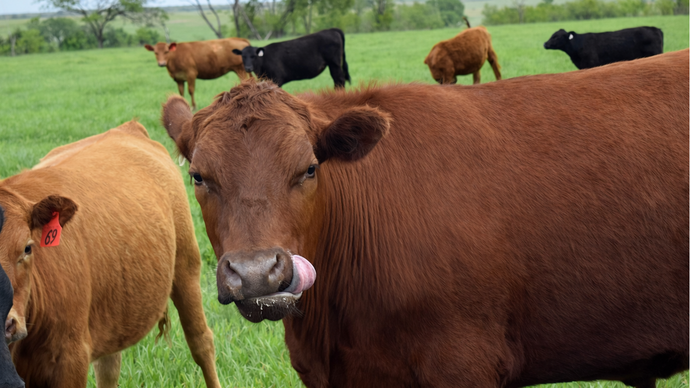 Cows in a grassy field with one cow licking its lips.